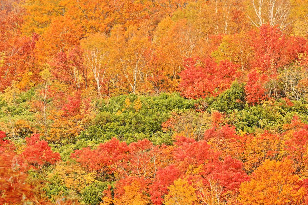 酸ヶ湯（青森県）