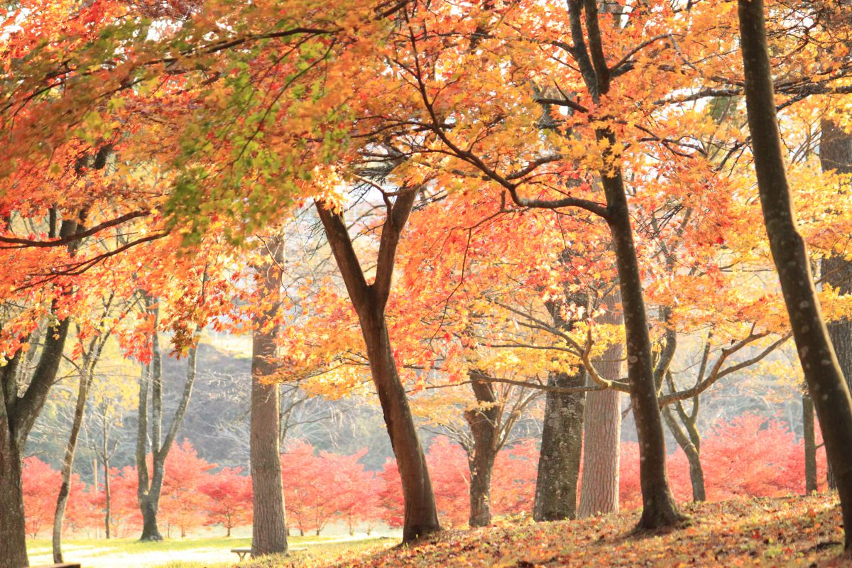 舘野公園