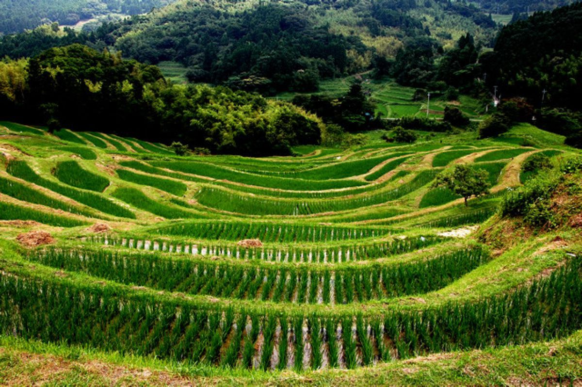 大山千枚田（千葉県）