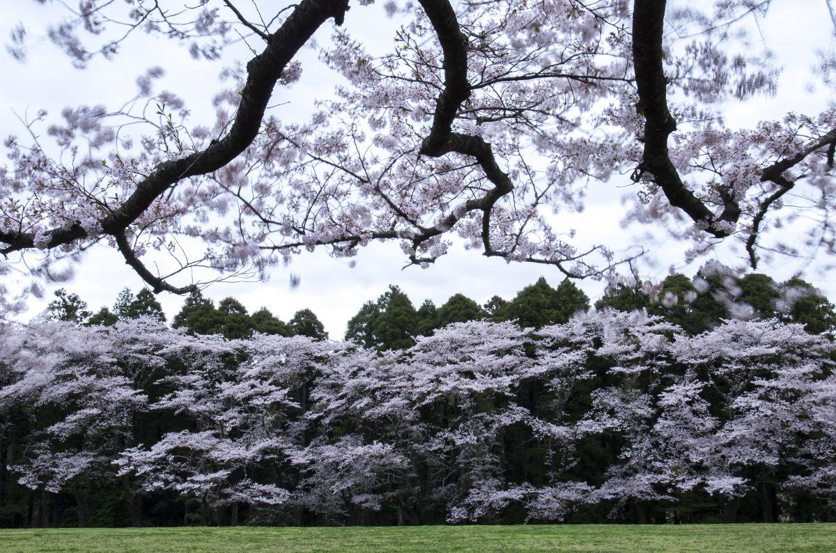 泉自然公園（千葉県）