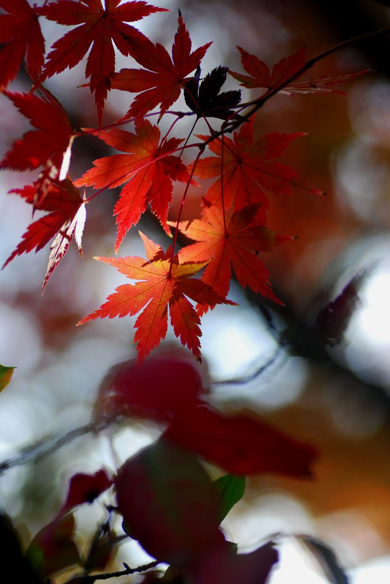 成田山公園