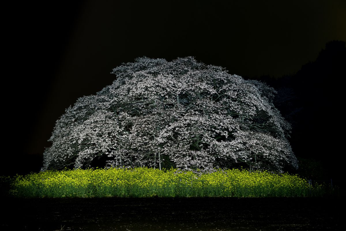 吉高の大桜