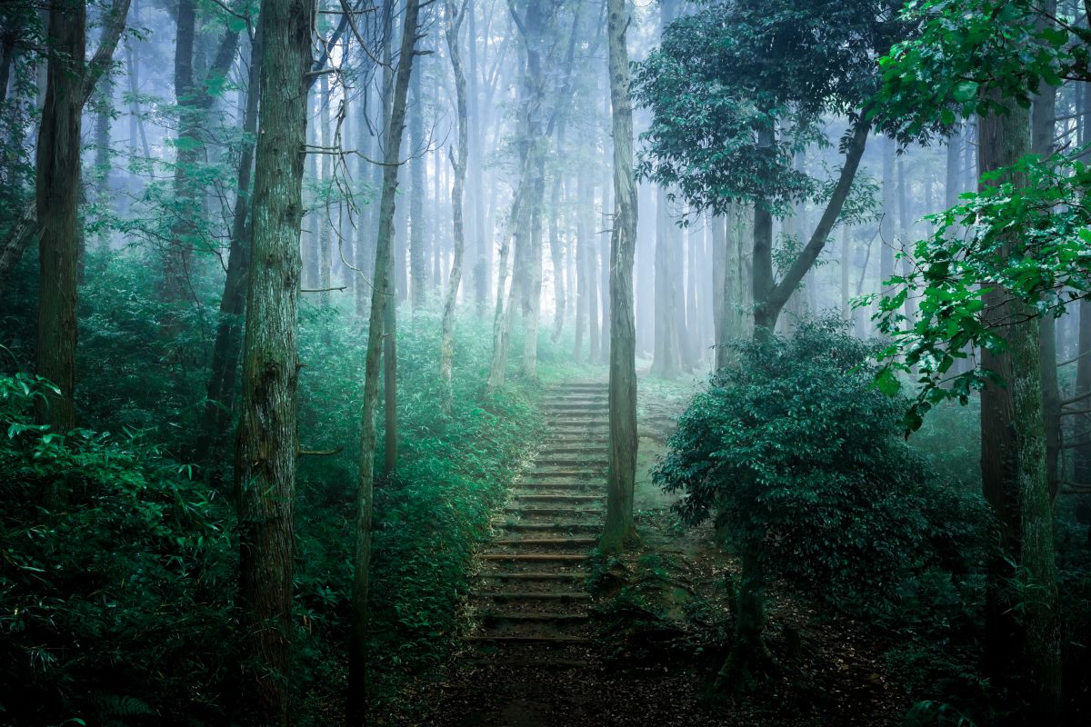 千葉　昭和の森（千葉県）