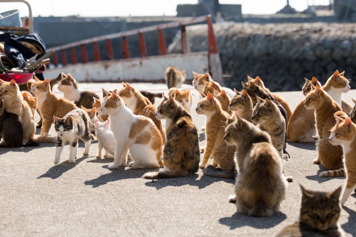 青島　猫（愛媛県）