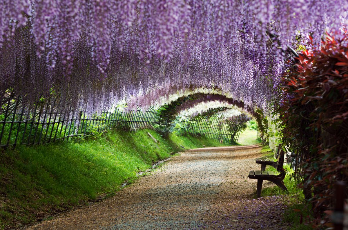 河内藤園（福岡県）