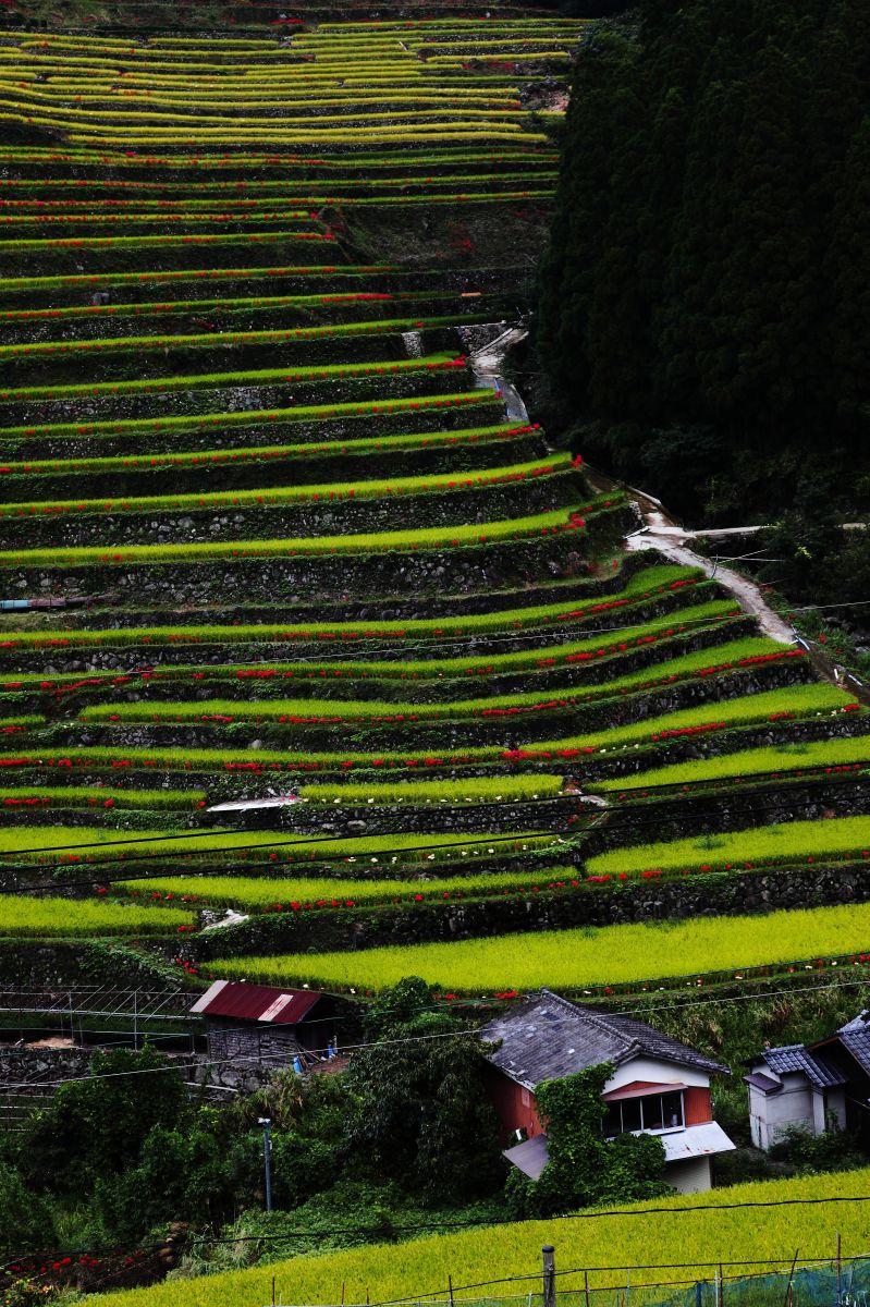 星野村棚田（福岡県）