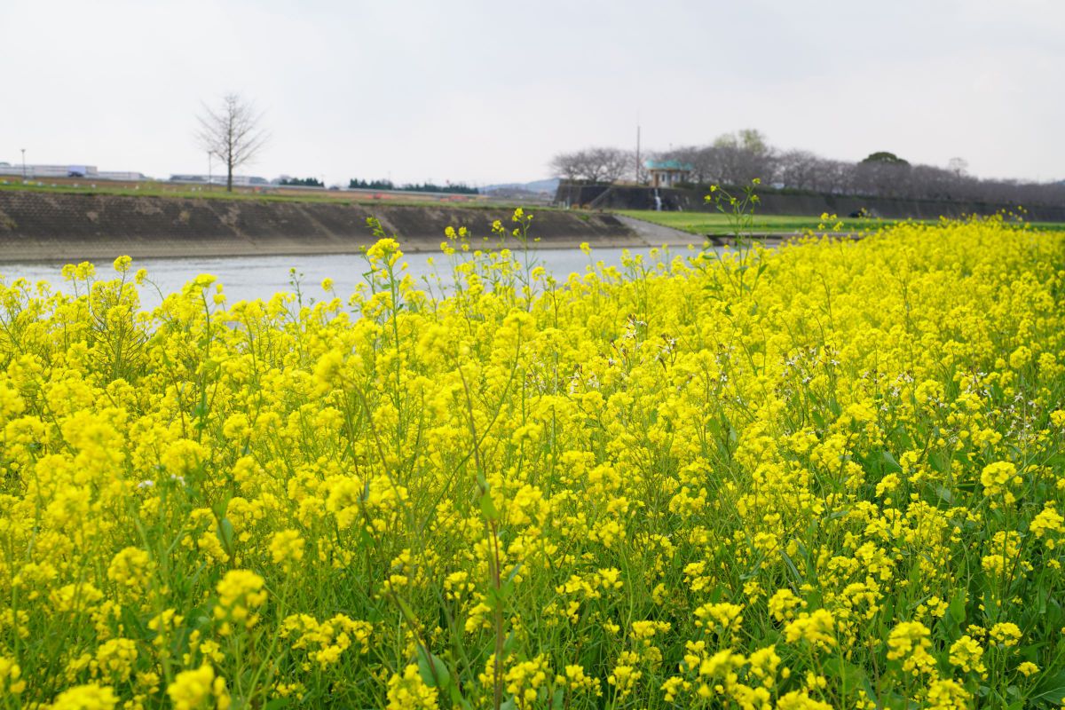 遠賀川（福岡県）