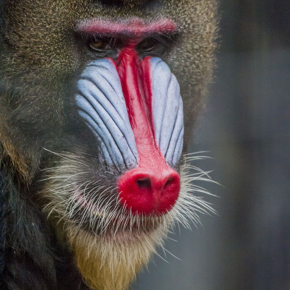 到津の森公園