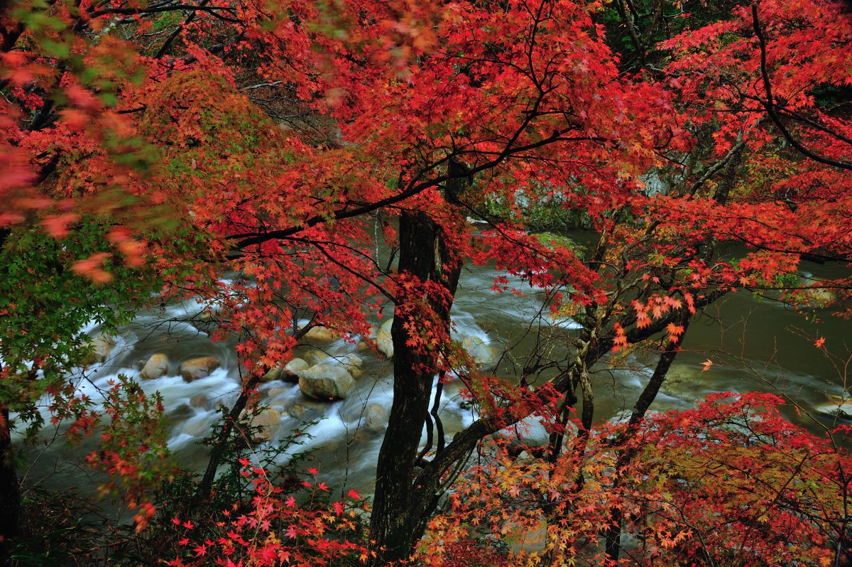 夏井川渓谷（福島県）