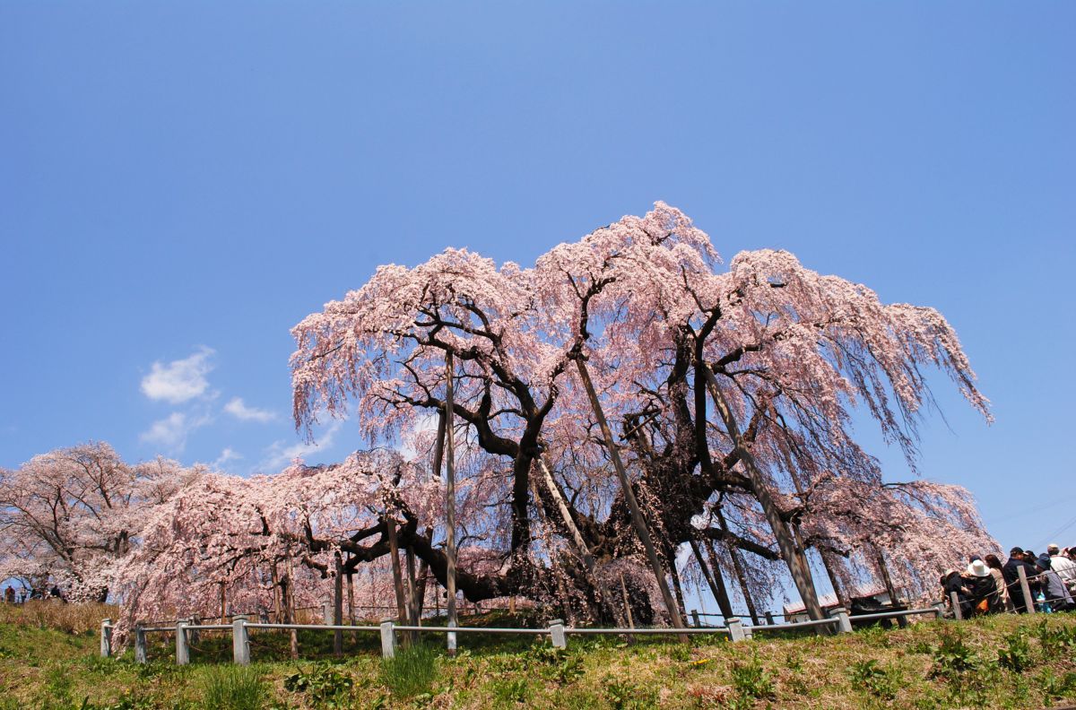 三春滝桜