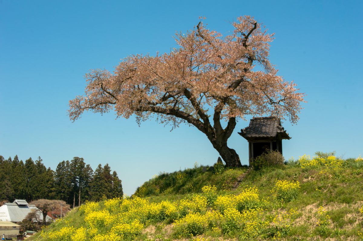 小沢の桜（福島県）