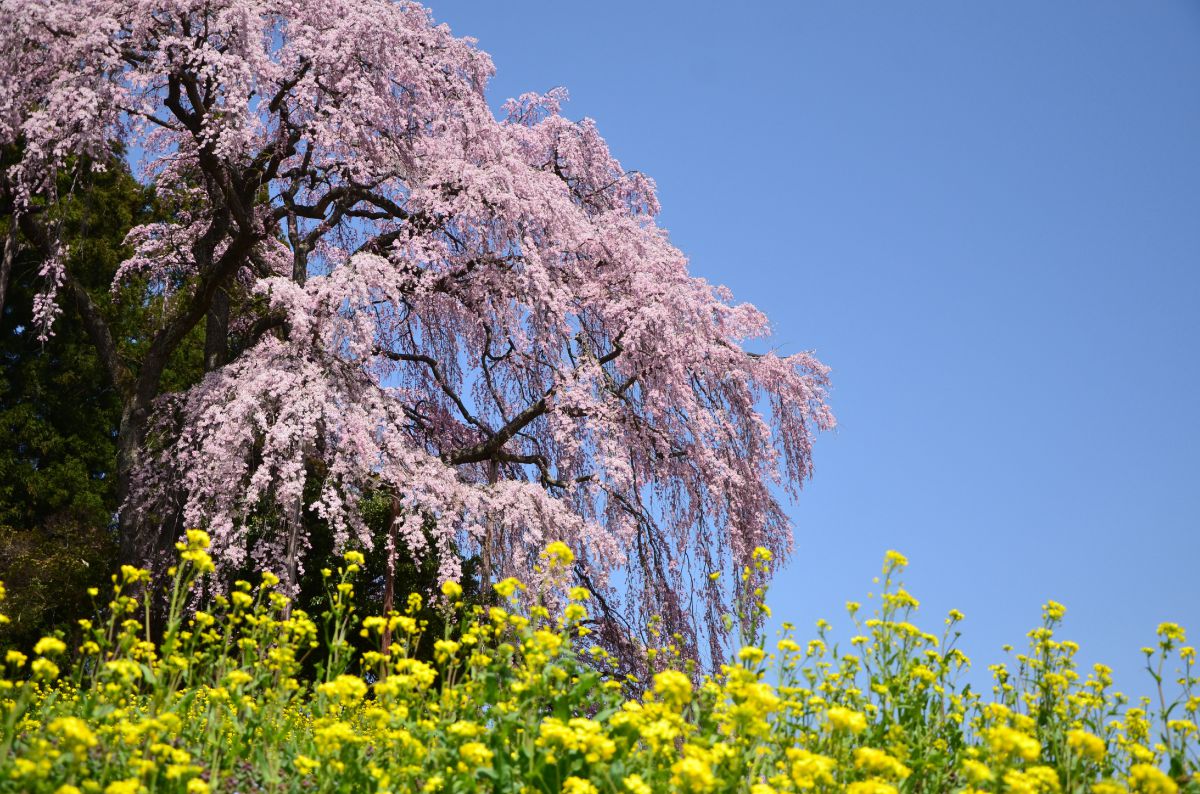 合戦場のしだれ桜