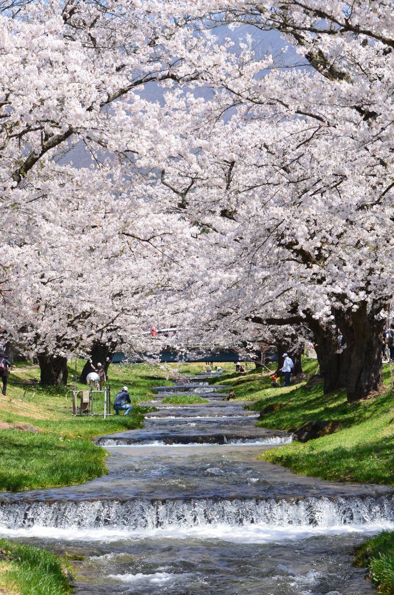 観音寺川の桜