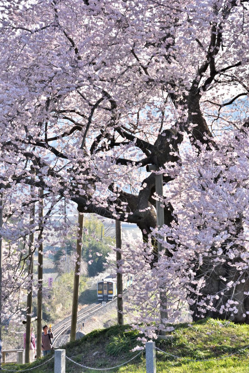 戸津辺の桜