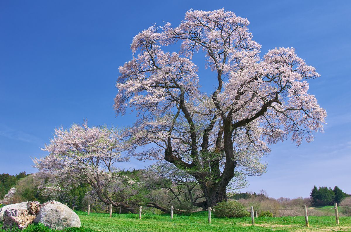 塩ノ崎の大桜