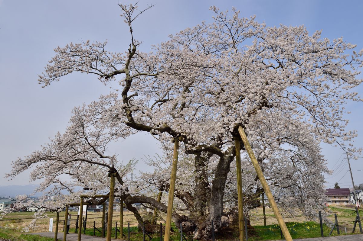 石部桜（福島県）