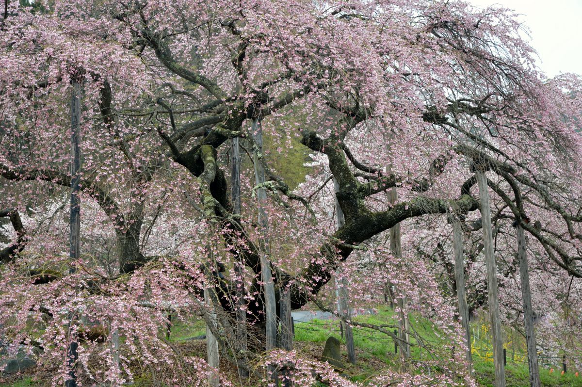 中島の地蔵桜