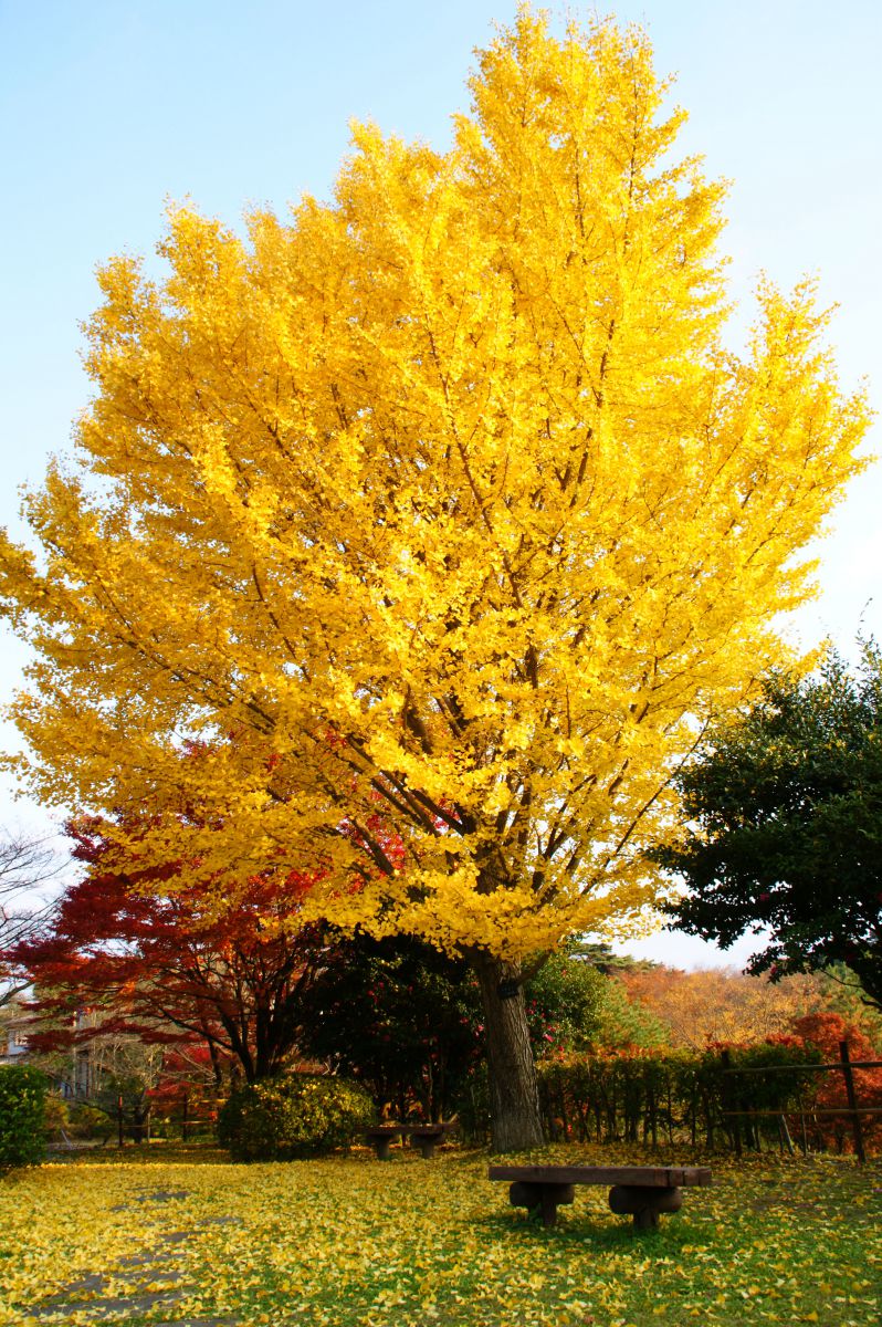 翠ヶ丘公園（福島県）