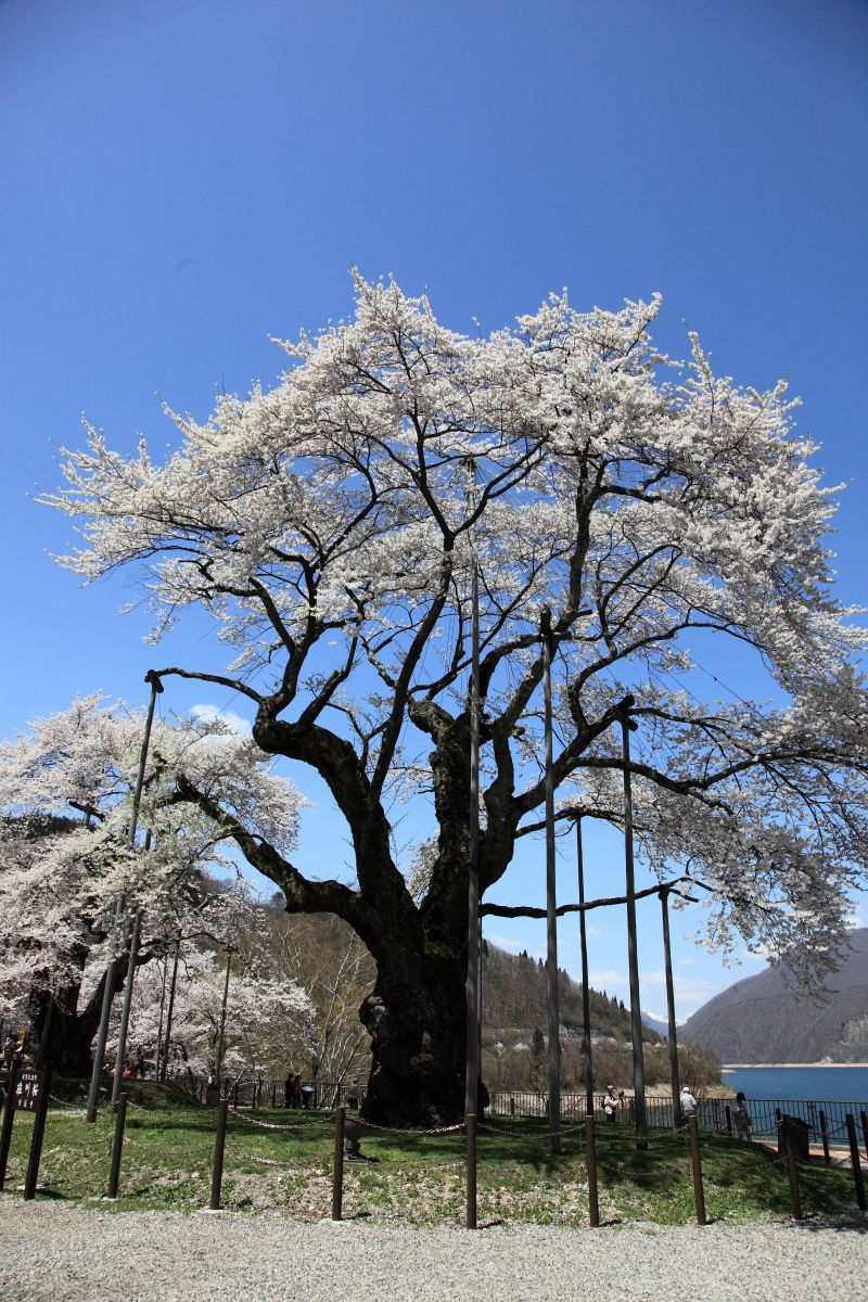 荘川桜