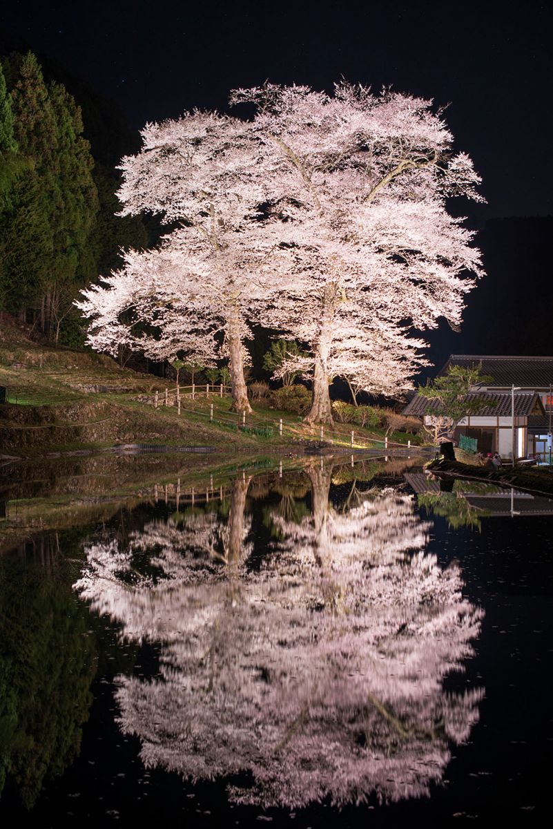 下呂　苗代桜（岐阜県）