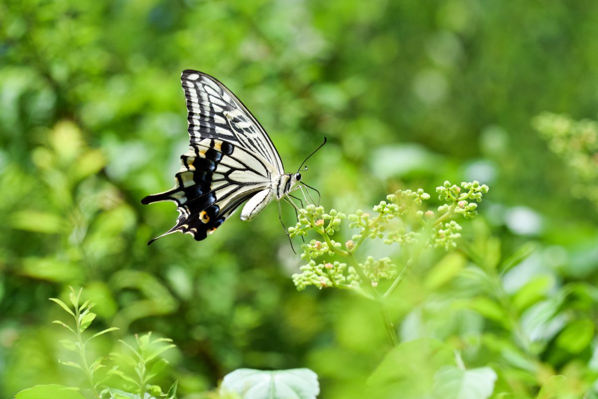 群馬県立ぐんま昆虫の森（群馬県）