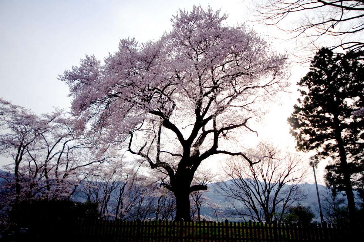 沼田公園（群馬県）