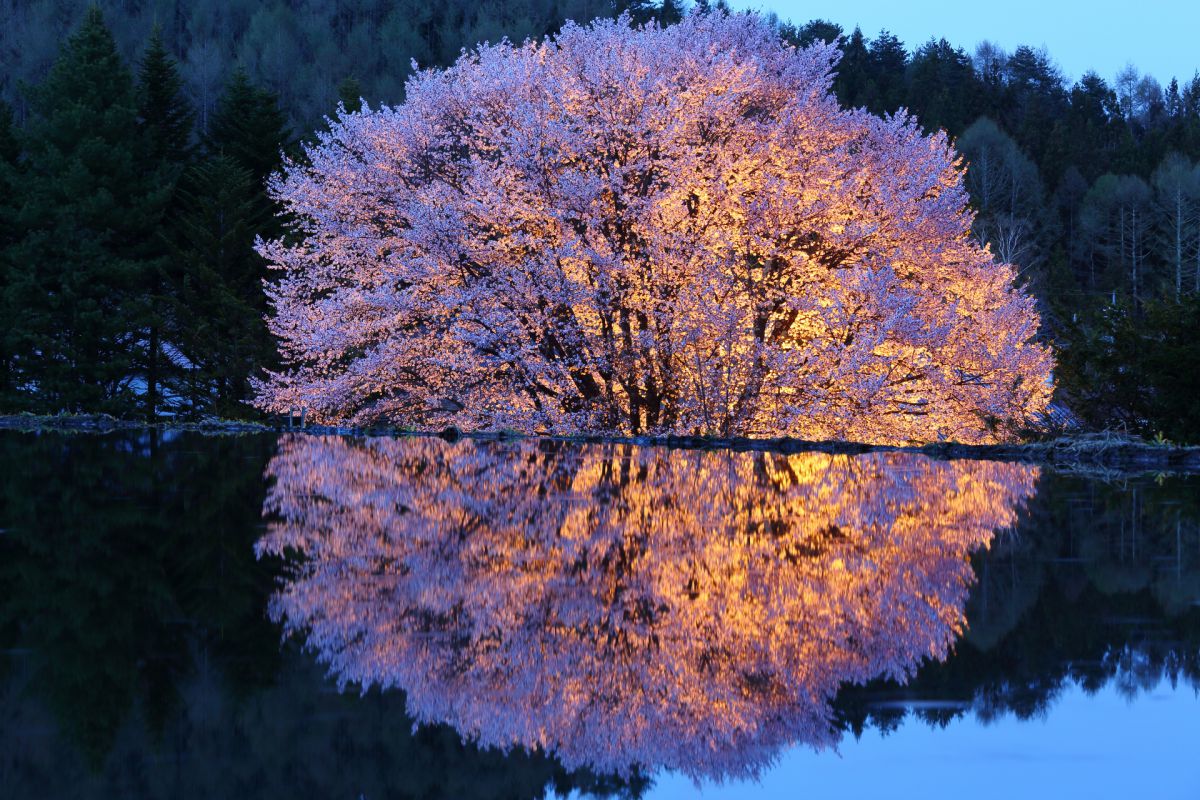 天王桜