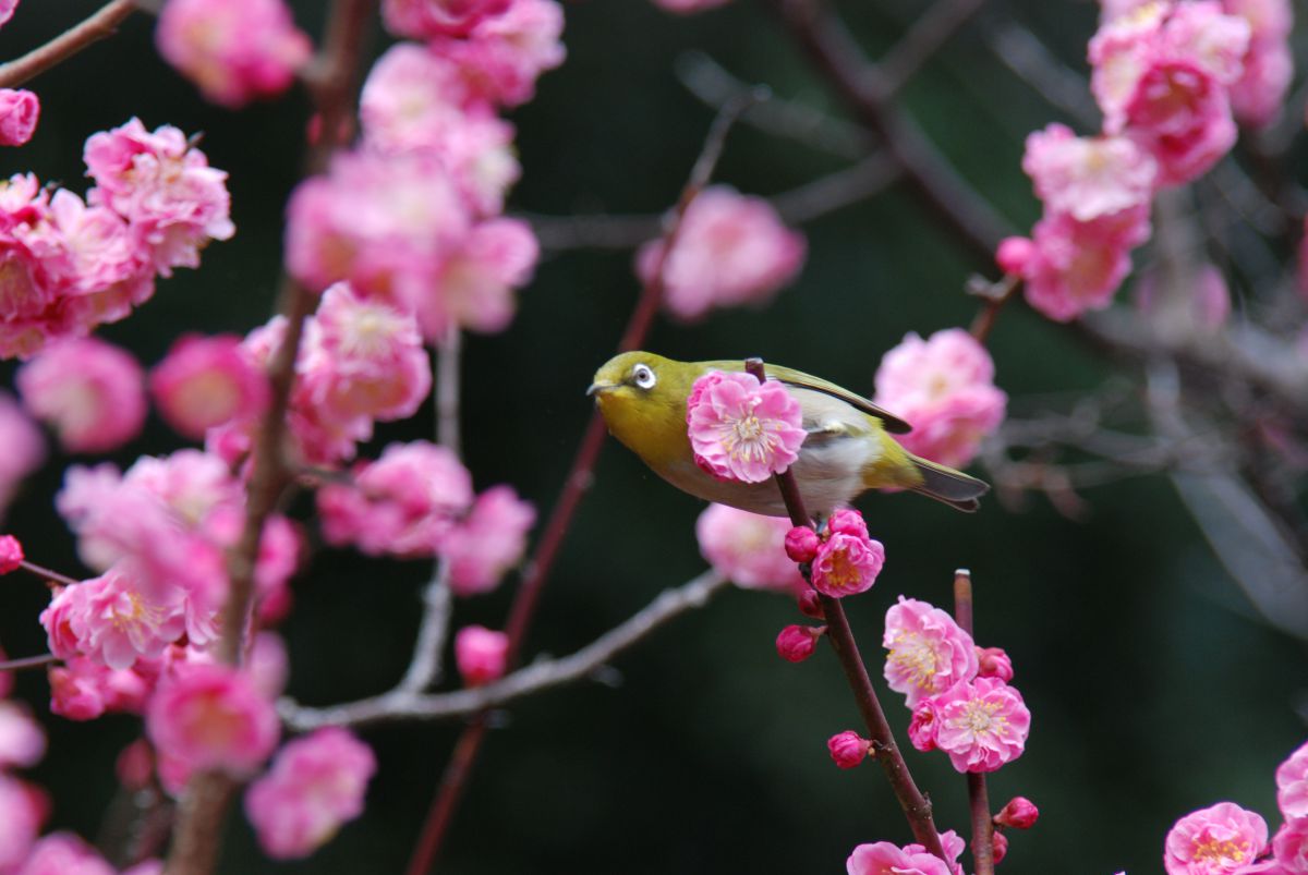 縮景園