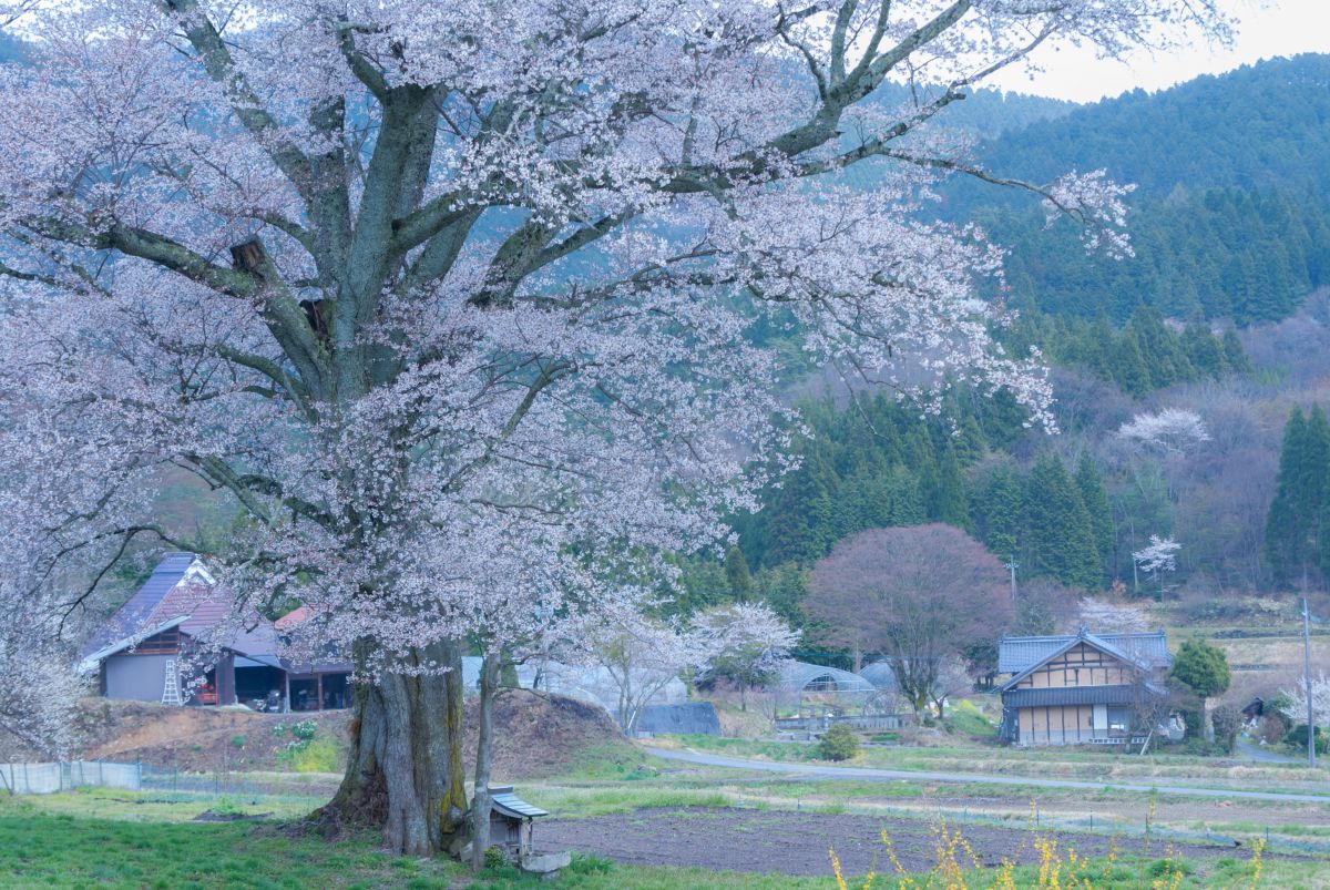 千鳥別尺（広島県）