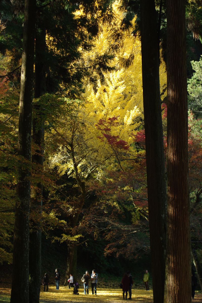 紅葉谷公園（広島県）