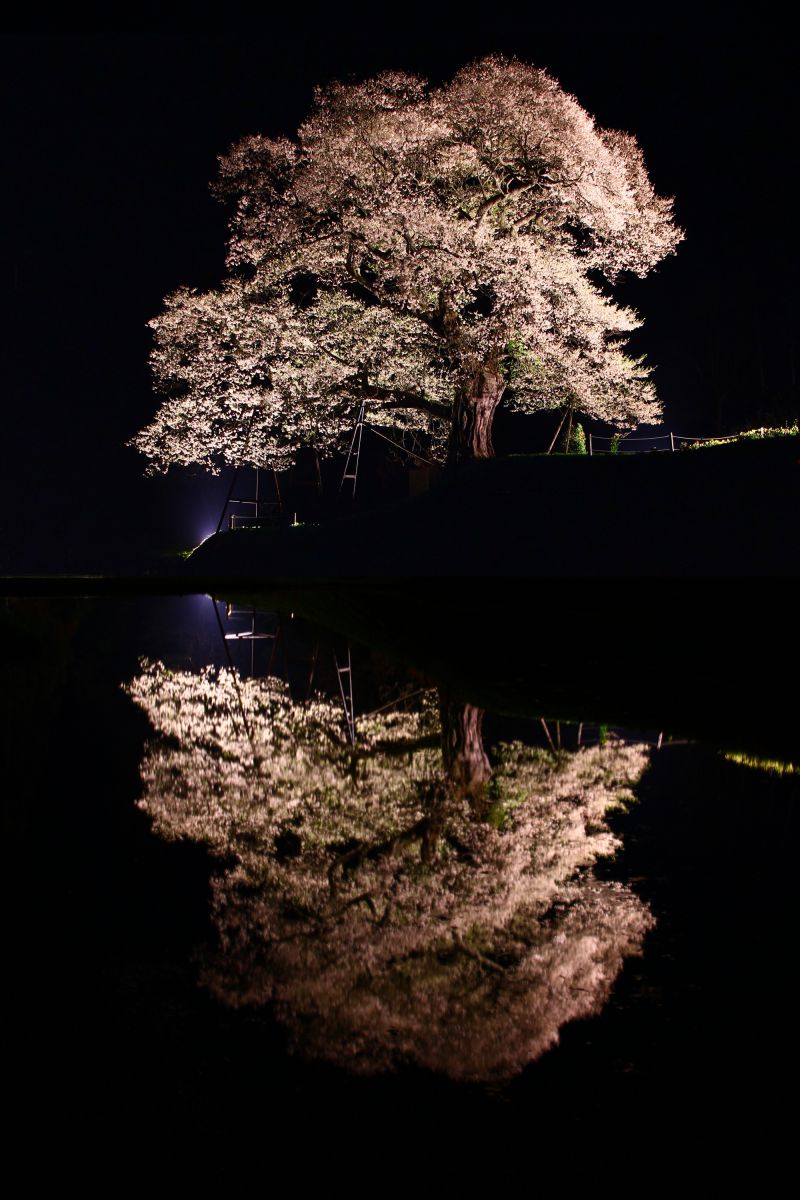 小奴可の要害桜（広島県）