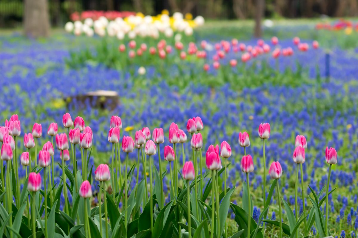 百合が原公園（北海道）