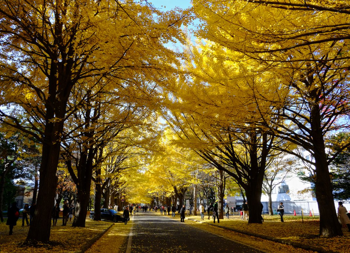 北海道大学（北海道）