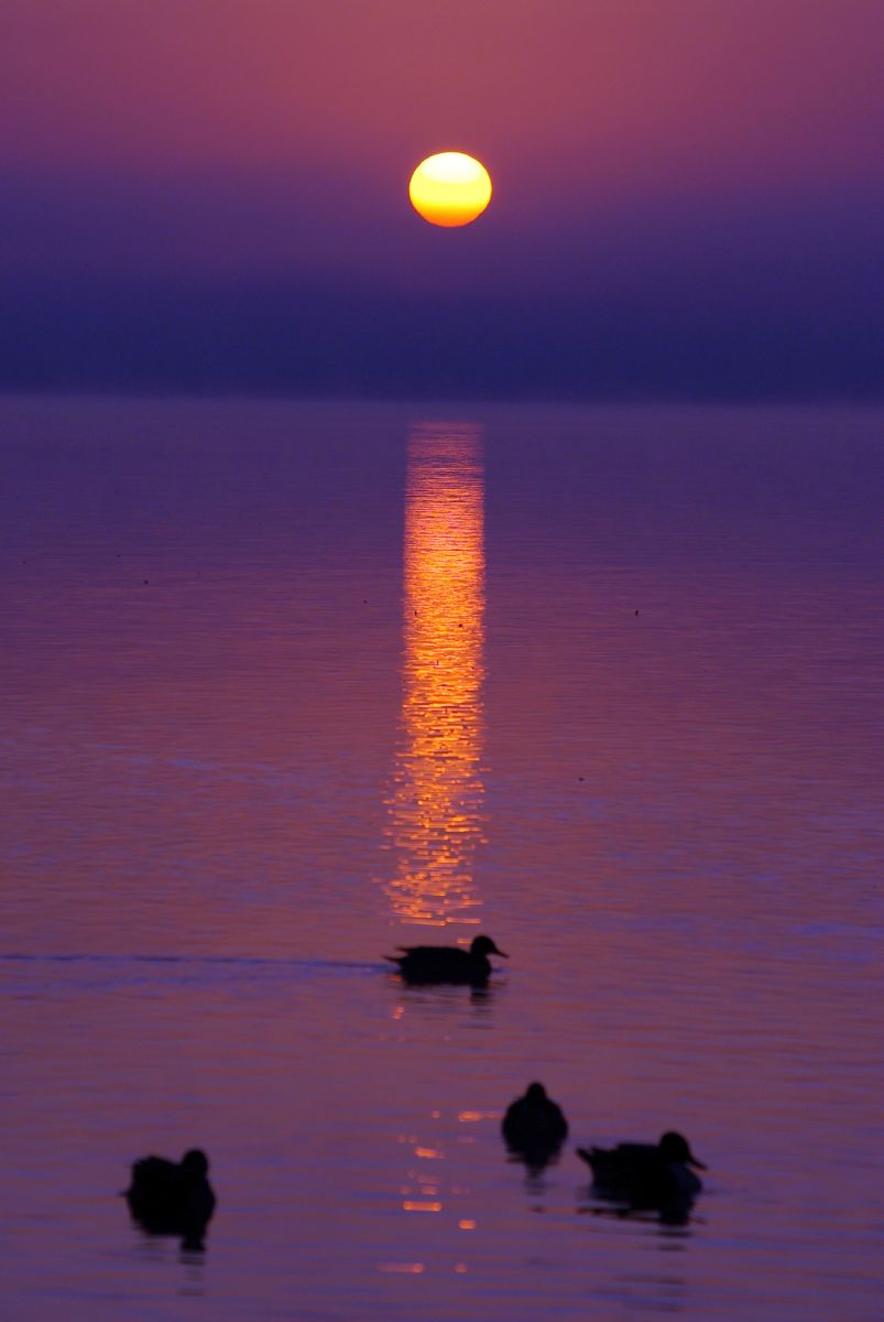 ウトナイ湖（北海道）