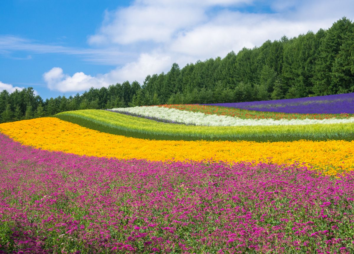 富田ファーム（北海道）