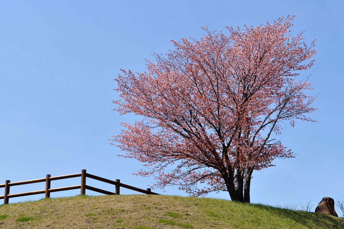 旭山公園（北海道）