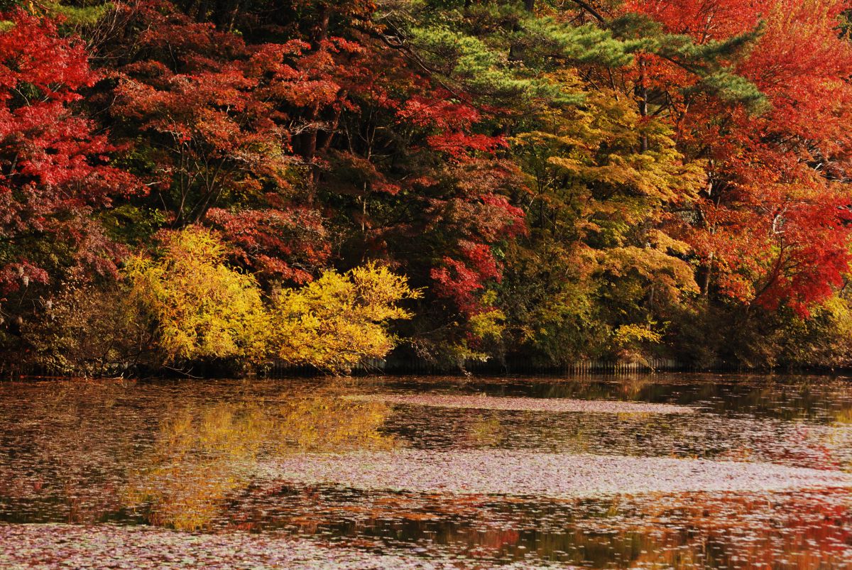 神戸市立森林植物園（兵庫県）