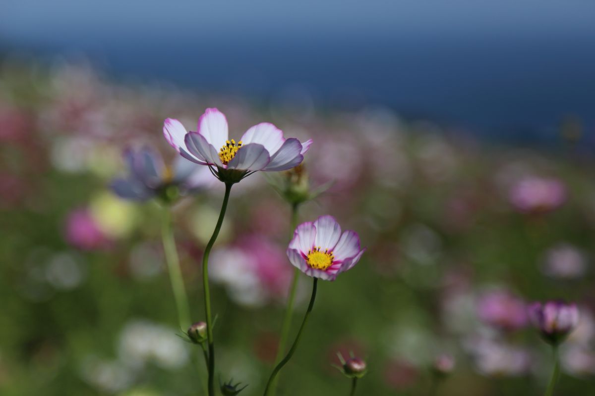 あわじ花さじき（兵庫県）