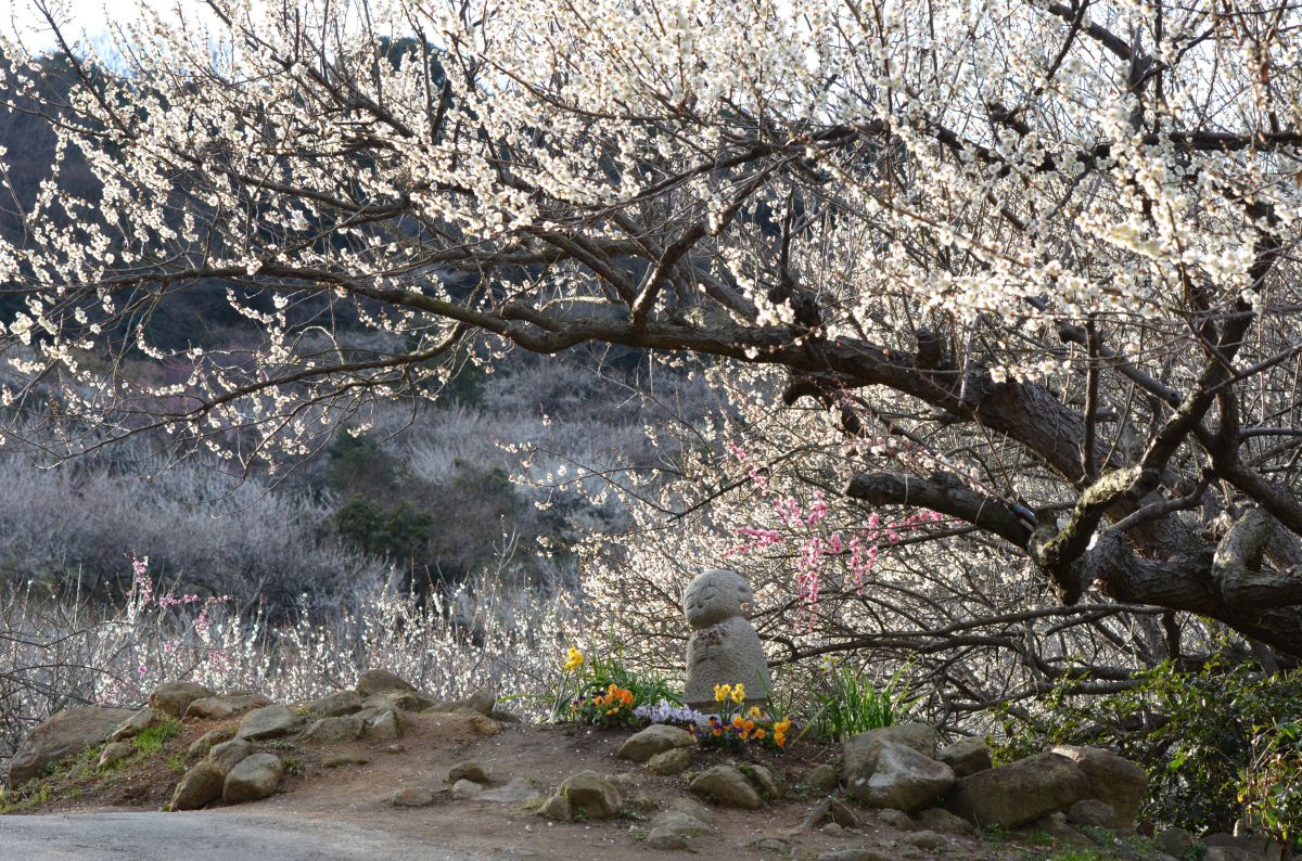 綾部山梅林（兵庫県）