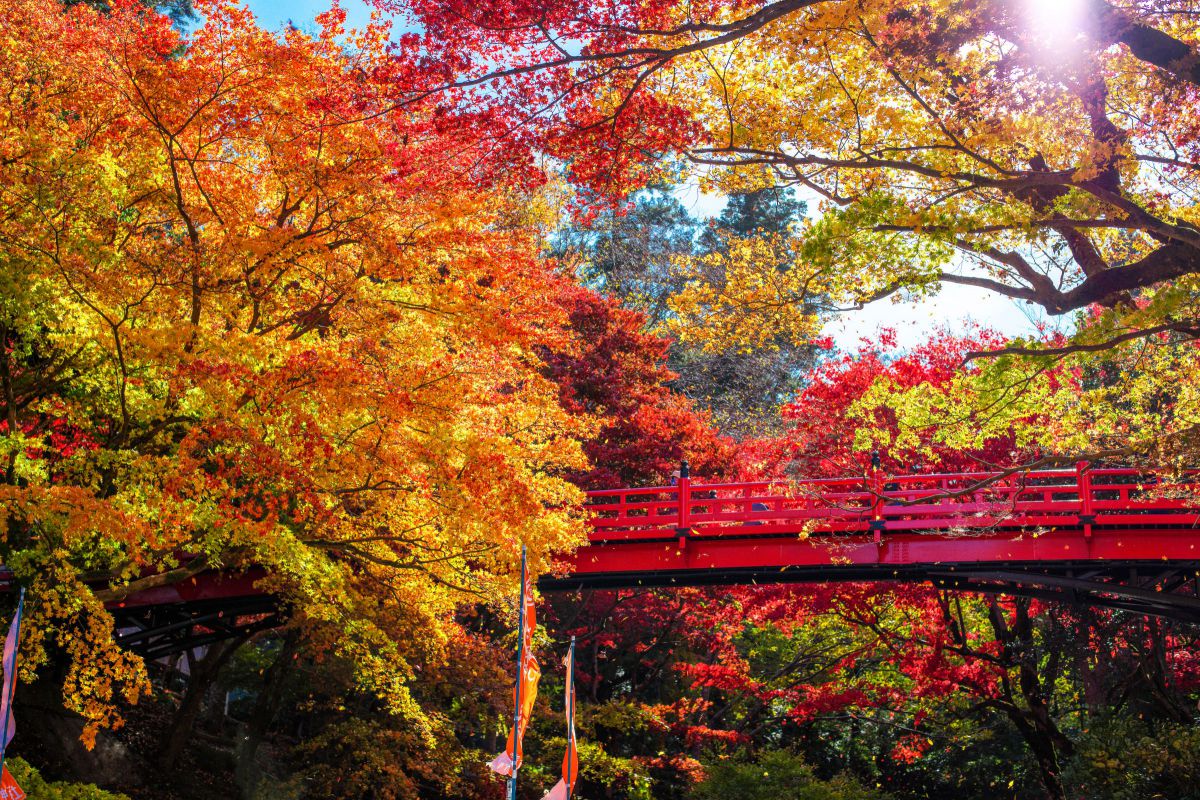 養父神社（兵庫県）