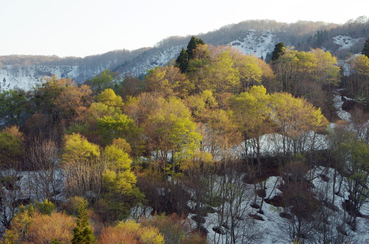 上山高原