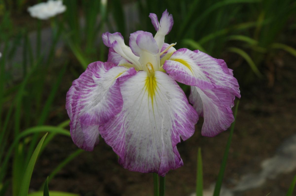 播州山崎花菖蒲園