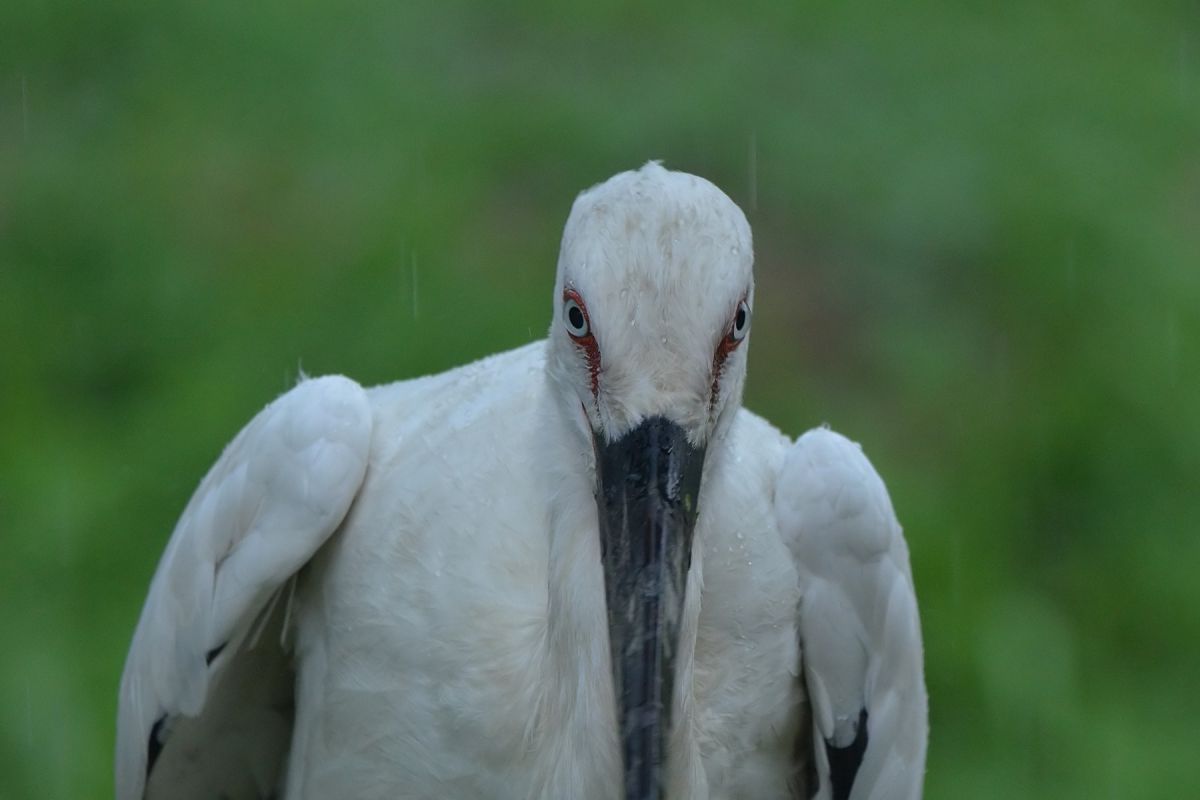 コウノトリの郷公園（兵庫県）