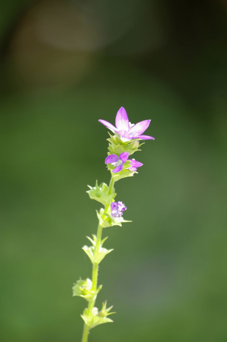 筑波実験植物園