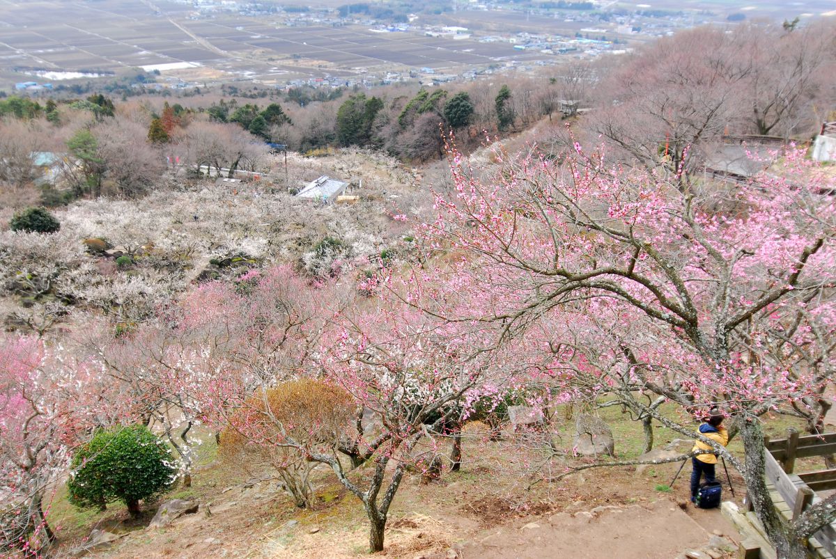 筑波山梅林（茨城県）