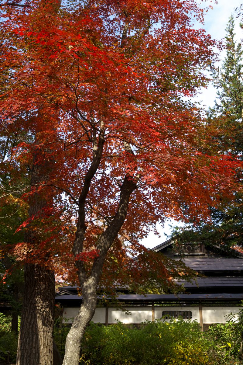 一ノ倉邸（岩手県）