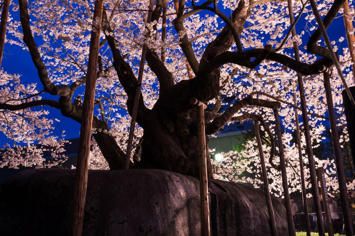 石割桜（岩手県）