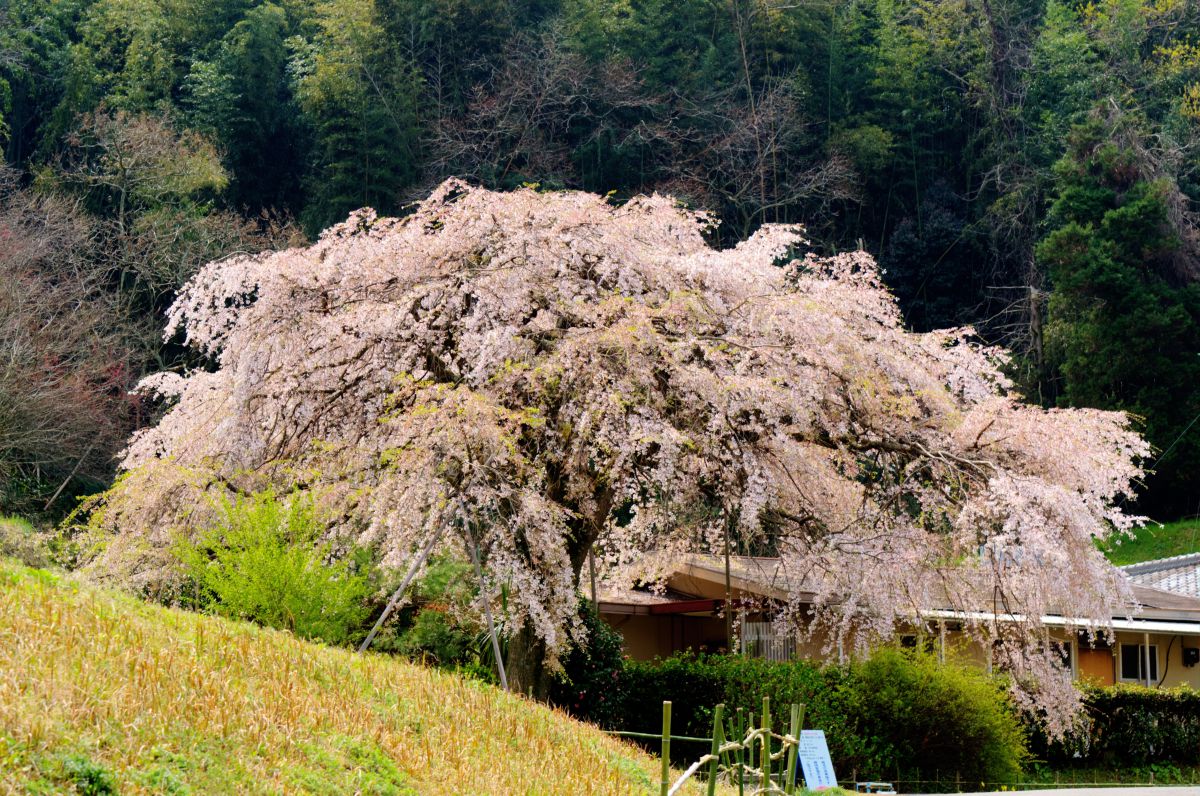 綾川町（香川県）