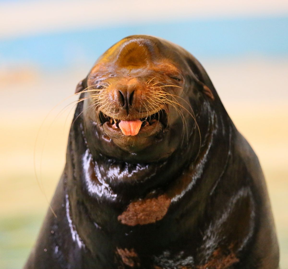 新屋島水族館