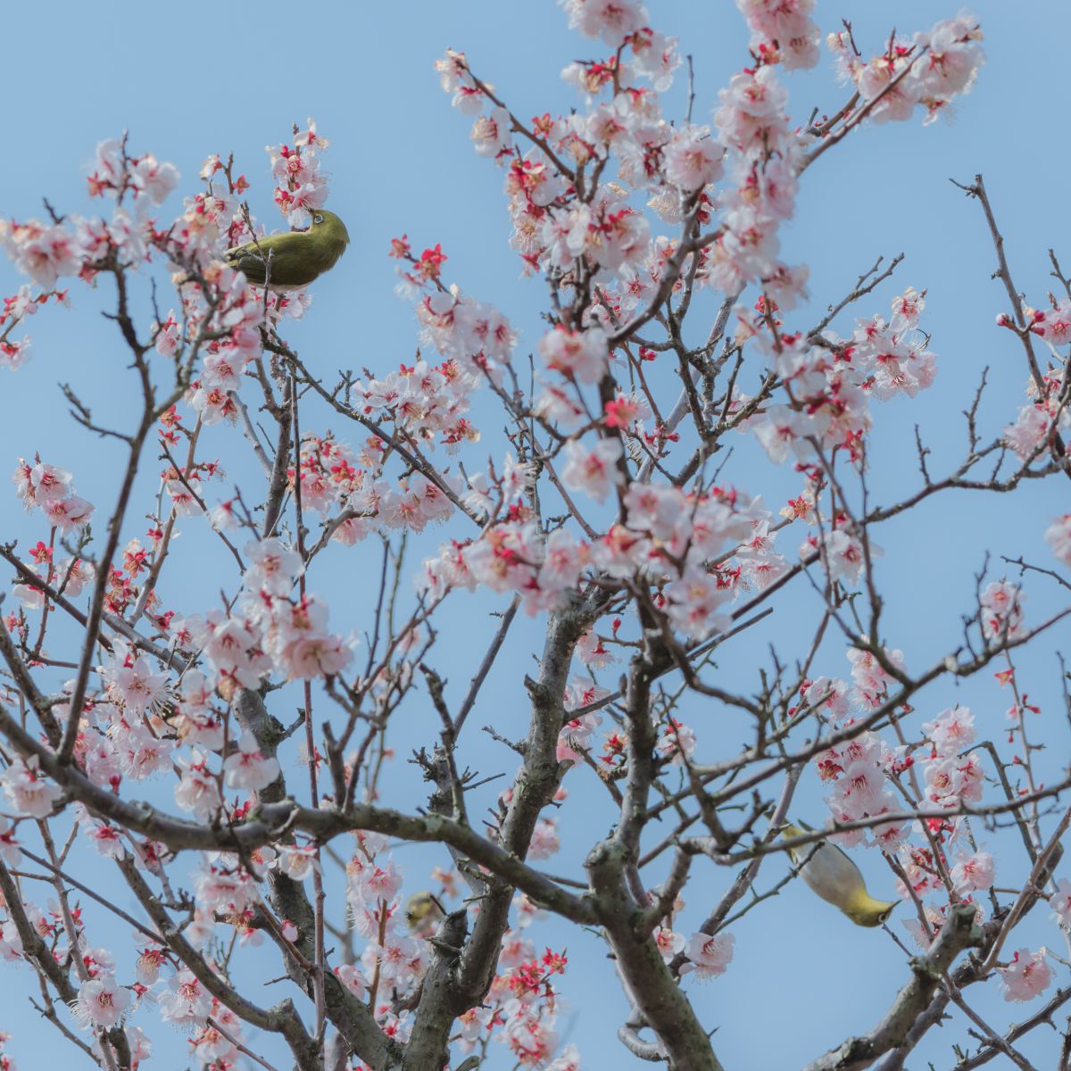 中津万象園